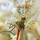 Illustration for article titled The Strange Cuteness of Insect Portraits
